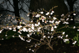 Prunus incisa 'Kojo-no-mai' RCP3-10 138.jpg